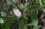 Buckwheat tree <BR>Black titi